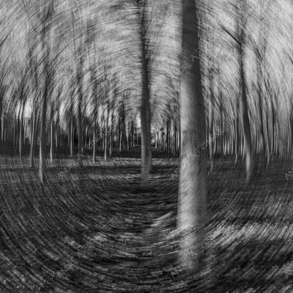 lombardia italia italy bianco e nero black and white b&w albero tree alberi trees pioppo pioppi poplar poplars filare di piante row of plants schema sheme pattern ombra shadow ombre shadows sole sun raggi di sole rays of sunshine sun rays sunbeams penombra twilight scuro dark oscurità darkness drammatico drammaticità paura pauroso disagio dramatic drama fear scare scary unease discomfort presagi omens sensazioni feelings sensations
