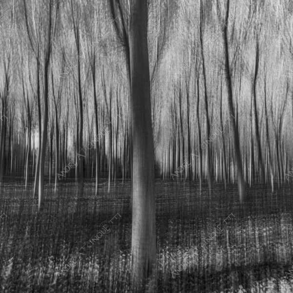 lombardia italia italy bianco e nero black and white b&w albero tree alberi trees pioppo pioppi poplar poplars filare di piante row of plants schema sheme pattern ombra shadow ombre shadows sole sun raggi di sole rays of sunshine sun rays sunbeams penombra twilight scuro dark oscurità darkness drammatico drammaticità paura pauroso disagio dramatic drama fear scare scary unease discomfort presagi omens sensazioni feelings sensations