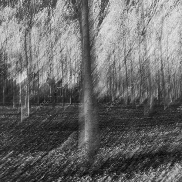 lombardia italia italy bianco e nero black and white b&w albero tree alberi trees pioppo pioppi poplar poplars filare di piante row of plants schema sheme pattern ombra shadow ombre shadows sole sun raggi di sole rays of sunshine sun rays sunbeams penombra twilight scuro dark oscurità darkness drammatico drammaticità paura pauroso disagio dramatic drama fear scare scary unease discomfort presagi omens sensazioni feelings sensations