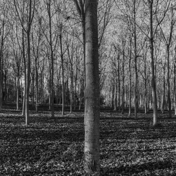 lombardia italia italy bianco e nero black and white b&w albero tree alberi trees pioppo pioppi poplar poplars filare di piante row of plants schema sheme pattern ombra shadow ombre shadows sole sun raggi di sole rays of sunshine sun rays sunbeams penombra twilight scuro dark oscurità darkness drammatico drammaticità paura pauroso disagio dramatic drama fear scare scary unease discomfort presagi omens sensazioni feelings sensations