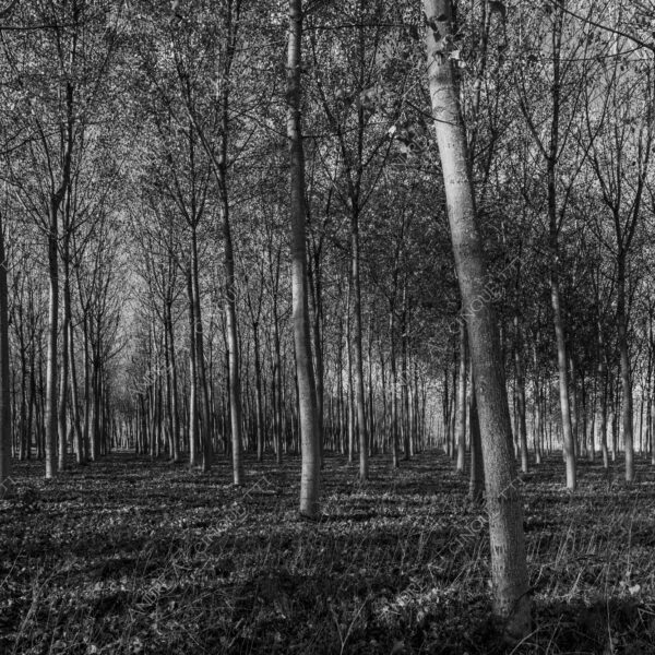 lombardia italia italy bianco e nero black and white b&w albero tree alberi trees pioppo pioppi poplar poplars filare di piante row of plants schema sheme pattern ombra shadow ombre shadows sole sun raggi di sole rays of sunshine sun rays sunbeams penombra twilight scuro dark oscurità darkness drammatico drammaticità paura pauroso disagio dramatic drama fear scare scary unease discomfort presagi omens sensazioni feelings sensations
