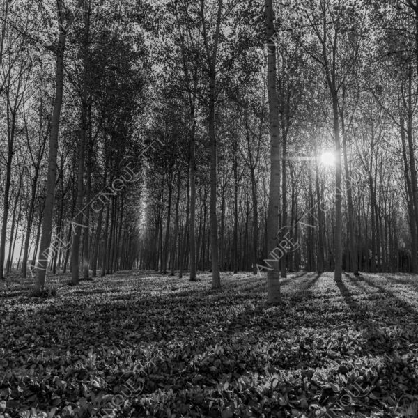 lombardia italia italy bianco e nero black and white b&w albero tree alberi trees pioppo pioppi poplar poplars filare di piante row of plants schema sheme pattern ombra shadow ombre shadows sole sun raggi di sole rays of sunshine sun rays sunbeams penombra twilight scuro dark oscurità darkness drammatico drammaticità paura pauroso disagio dramatic drama fear scare scary unease discomfort presagi omens sensazioni feelings sensations