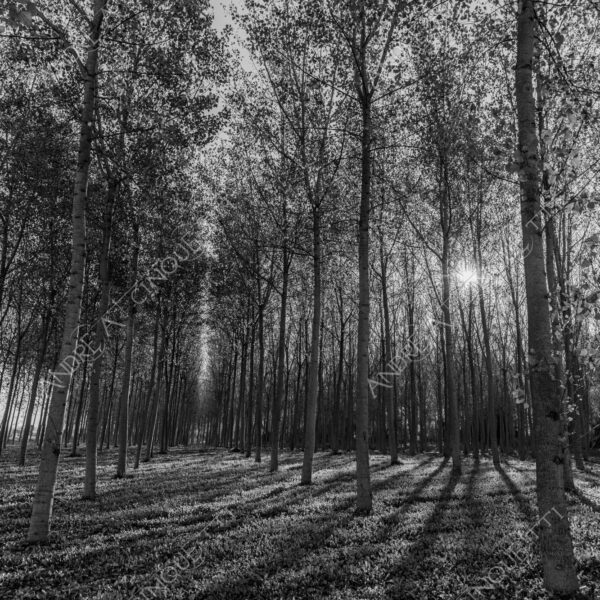 lombardia italia italy bianco e nero black and white b&w albero tree alberi trees pioppo pioppi poplar poplars filare di piante row of plants schema sheme pattern ombra shadow ombre shadows sole sun raggi di sole rays of sunshine sun rays sunbeams penombra twilight scuro dark oscurità darkness drammatico drammaticità paura pauroso disagio dramatic drama fear scare scary unease discomfort presagi omens sensazioni feelings sensations