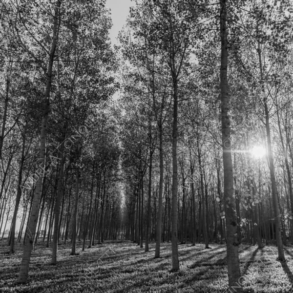 lombardia italia italy bianco e nero black and white b&w albero tree alberi trees pioppo pioppi poplar poplars filare di piante row of plants schema sheme pattern ombra shadow ombre shadows sole sun raggi di sole rays of sunshine sun rays sunbeams penombra twilight scuro dark oscurità darkness drammatico drammaticità paura pauroso disagio dramatic drama fear scare scary unease discomfort presagi omens sensazioni feelings sensations