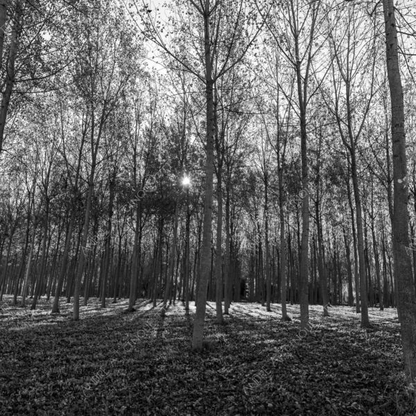 lombardia italia italy bianco e nero black and white b&w albero tree alberi trees pioppo pioppi poplar poplars filare di piante row of plants schema sheme pattern ombra shadow ombre shadows sole sun raggi di sole rays of sunshine sun rays sunbeams penombra twilight scuro dark oscurità darkness drammatico drammaticità paura pauroso disagio dramatic drama fear scare scary unease discomfort presagi omens sensazioni feelings sensations