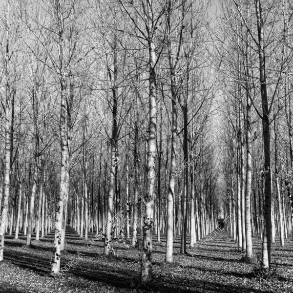 lombardia italia italy bianco e nero black and white b&w albero tree alberi trees pioppo pioppi poplar poplars filare di piante row of plants schema sheme pattern ombra shadow ombre shadows sole sun raggi di sole rays of sunshine sun rays sunbeams penombra twilight scuro dark oscurità darkness drammatico drammaticità paura pauroso disagio dramatic drama fear scare scary unease discomfort presagi omens sensazioni feelings sensations