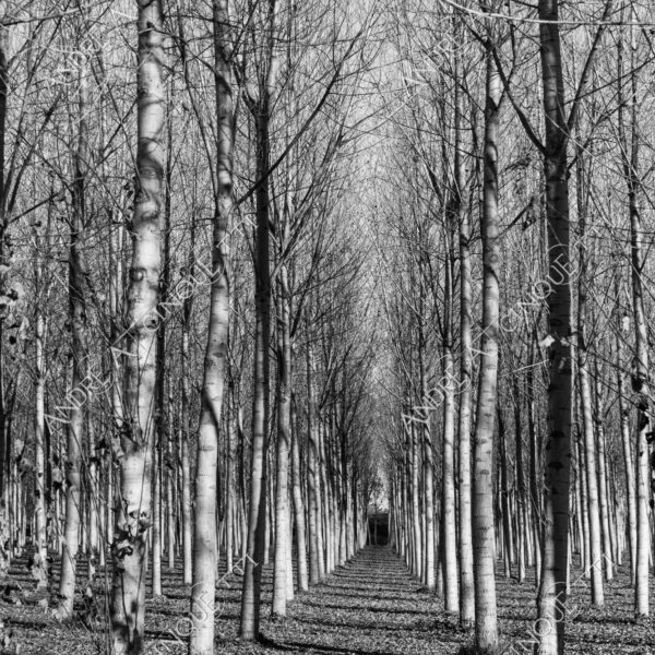 lombardia italia italy bianco e nero black and white b&w albero tree alberi trees pioppo pioppi poplar poplars filare di piante row of plants schema sheme pattern ombra shadow ombre shadows sole sun raggi di sole rays of sunshine sun rays sunbeams penombra twilight scuro dark oscurità darkness drammatico drammaticità paura pauroso disagio dramatic drama fear scare scary unease discomfort presagi omens sensazioni feelings sensations