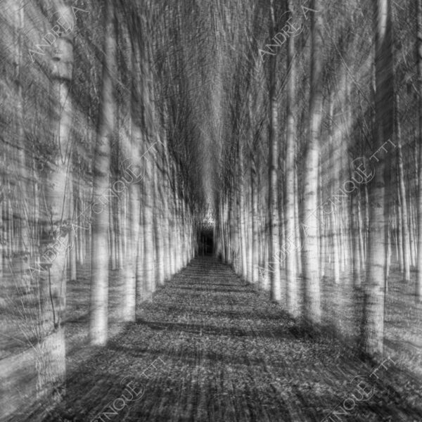 lombardia italia italy bianco e nero black and white b&w albero tree alberi trees pioppo pioppi poplar poplars filare di piante row of plants schema sheme pattern ombra shadow ombre shadows sole sun raggi di sole rays of sunshine sun rays sunbeams penombra twilight scuro dark oscurità darkness drammatico drammaticità paura pauroso disagio dramatic drama fear scare scary unease discomfort presagi omens sensazioni feelings sensations