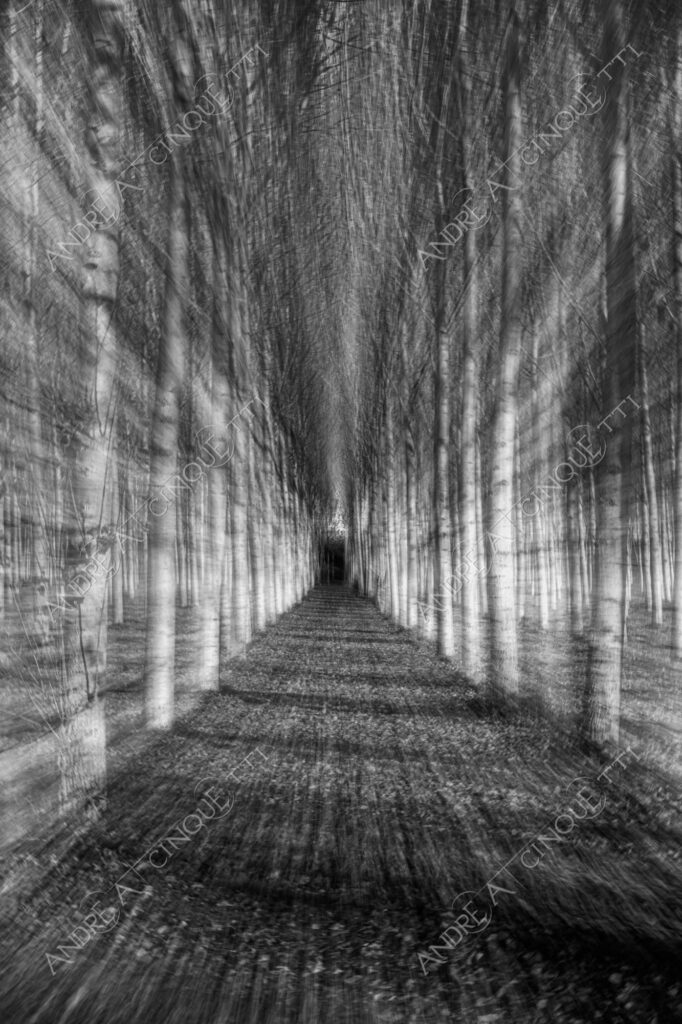 lombardia italia italy bianco e nero black and white b&w albero tree alberi trees pioppo pioppi poplar poplars filare di piante row of plants schema sheme pattern ombra shadow ombre shadows sole sun raggi di sole rays of sunshine sun rays sunbeams penombra twilight scuro dark oscurità darkness drammatico drammaticità paura pauroso disagio dramatic drama fear scare scary unease discomfort presagi omens sensazioni feelings sensations