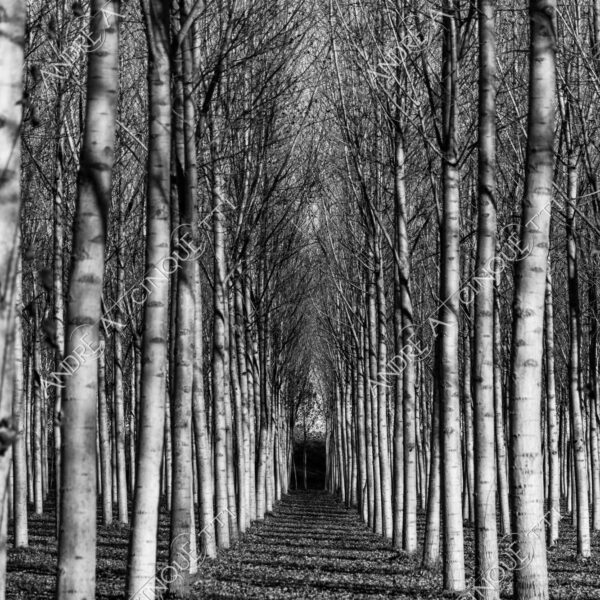 lombardia italia italy bianco e nero black and white b&w albero tree alberi trees pioppo pioppi poplar poplars filare di piante row of plants schema sheme pattern ombra shadow ombre shadows sole sun raggi di sole rays of sunshine sun rays sunbeams penombra twilight scuro dark oscurità darkness drammatico drammaticità paura pauroso disagio dramatic drama fear scare scary unease discomfort presagi omens sensazioni feelings sensations