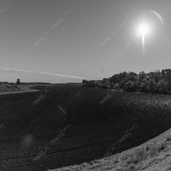 lombardia italia italy bianco e nero black and white b&w albero tree alberi trees pioppo pioppi poplar poplars filare di piante row of plants schema sheme pattern ombra shadow ombre shadows sole sun raggi di sole rays of sunshine sun rays sunbeams penombra twilight scuro dark oscurità darkness drammatico drammaticità paura pauroso disagio dramatic drama fear scare scary unease discomfort presagi omens sensazioni feelings sensations