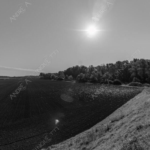 lombardia italia italy bianco e nero black and white b&w albero tree alberi trees pioppo pioppi poplar poplars filare di piante row of plants schema sheme pattern ombra shadow ombre shadows sole sun raggi di sole rays of sunshine sun rays sunbeams penombra twilight scuro dark oscurità darkness drammatico drammaticità paura pauroso disagio dramatic drama fear scare scary unease discomfort presagi omens sensazioni feelings sensations