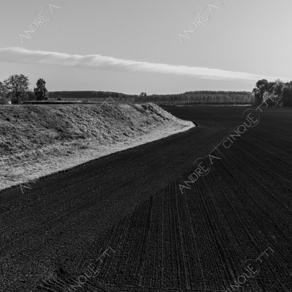 lombardia italia italy bianco e nero black and white b&w albero tree alberi trees pioppo pioppi poplar poplars filare di piante row of plants schema sheme pattern ombra shadow ombre shadows sole sun raggi di sole rays of sunshine sun rays sunbeams penombra twilight scuro dark oscurità darkness drammatico drammaticità paura pauroso disagio dramatic drama fear scare scary unease discomfort presagi omens sensazioni feelings sensations