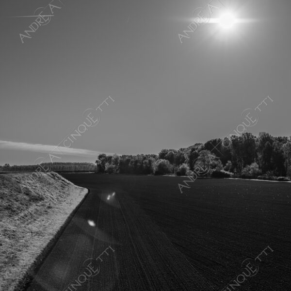 lombardia italia italy bianco e nero black and white b&w albero tree alberi trees pioppo pioppi poplar poplars filare di piante row of plants schema sheme pattern ombra shadow ombre shadows sole sun raggi di sole rays of sunshine sun rays sunbeams penombra twilight scuro dark oscurità darkness drammatico drammaticità paura pauroso disagio dramatic drama fear scare scary unease discomfort presagi omens sensazioni feelings sensations
