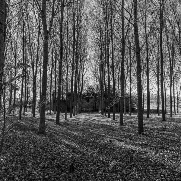 lombardia italia italy bianco e nero black and white b&w albero tree alberi trees pioppo pioppi poplar poplars filare di piante row of plants schema sheme pattern ombra shadow ombre shadows sole sun raggi di sole rays of sunshine sun rays sunbeams penombra twilight scuro dark oscurità darkness drammatico drammaticità paura pauroso disagio dramatic drama fear scare scary unease discomfort presagi omens sensazioni feelings sensations