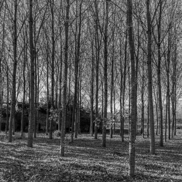 lombardia italia italy bianco e nero black and white b&w albero tree alberi trees pioppo pioppi poplar poplars filare di piante row of plants schema sheme pattern ombra shadow ombre shadows sole sun raggi di sole rays of sunshine sun rays sunbeams penombra twilight scuro dark oscurità darkness drammatico drammaticità paura pauroso disagio dramatic drama fear scare scary unease discomfort presagi omens sensazioni feelings sensations