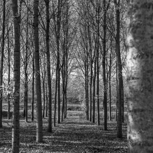 lombardia italia italy bianco e nero black and white b&w albero tree alberi trees pioppo pioppi poplar poplars filare di piante row of plants schema sheme pattern ombra shadow ombre shadows sole sun raggi di sole rays of sunshine sun rays sunbeams penombra twilight scuro dark oscurità darkness drammatico drammaticità paura pauroso disagio dramatic drama fear scare scary unease discomfort presagi omens sensazioni feelings sensations