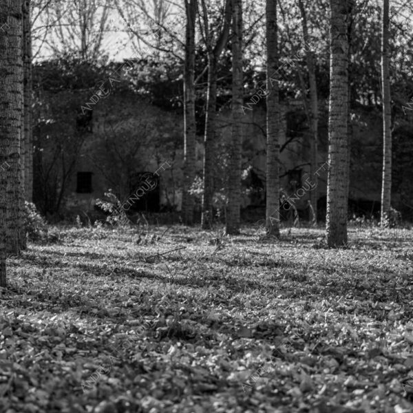 lombardia italia italy bianco e nero black and white b&w albero tree alberi trees pioppo pioppi poplar poplars filare di piante row of plants schema sheme pattern ombra shadow ombre shadows sole sun raggi di sole rays of sunshine sun rays sunbeams penombra twilight scuro dark oscurità darkness drammatico drammaticità paura pauroso disagio dramatic drama fear scare scary unease discomfort presagi omens sensazioni feelings sensations