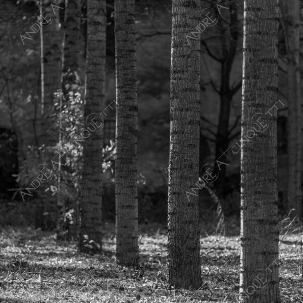lombardia italia italy bianco e nero black and white b&w albero tree alberi trees pioppo pioppi poplar poplars filare di piante row of plants schema sheme pattern ombra shadow ombre shadows sole sun raggi di sole rays of sunshine sun rays sunbeams penombra twilight scuro dark oscurità darkness drammatico drammaticità paura pauroso disagio dramatic drama fear scare scary unease discomfort presagi omens sensazioni feelings sensations