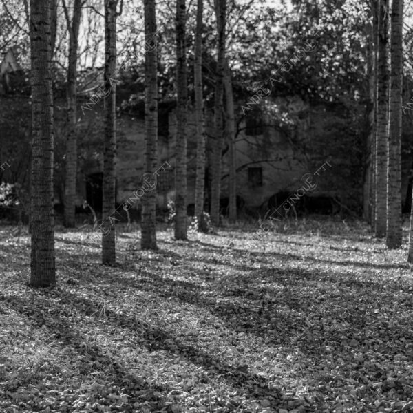 lombardia italia italy bianco e nero black and white b&w albero tree alberi trees pioppo pioppi poplar poplars filare di piante row of plants schema sheme pattern ombra shadow ombre shadows sole sun raggi di sole rays of sunshine sun rays sunbeams penombra twilight scuro dark oscurità darkness drammatico drammaticità paura pauroso disagio dramatic drama fear scare scary unease discomfort presagi omens sensazioni feelings sensations