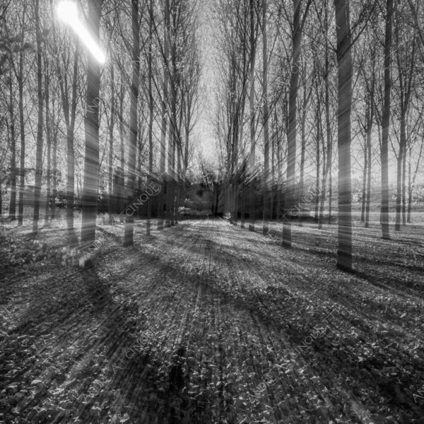 lombardia italia italy bianco e nero black and white b&w albero tree alberi trees pioppo pioppi poplar poplars filare di piante row of plants schema sheme pattern ombra shadow ombre shadows sole sun raggi di sole rays of sunshine sun rays sunbeams penombra twilight scuro dark oscurità darkness drammatico drammaticità paura pauroso disagio dramatic drama fear scare scary unease discomfort presagi omens sensazioni feelings sensations