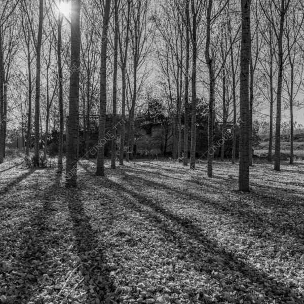 lombardia italia italy bianco e nero black and white b&w albero tree alberi trees pioppo pioppi poplar poplars filare di piante row of plants schema sheme pattern ombra shadow ombre shadows sole sun raggi di sole rays of sunshine sun rays sunbeams penombra twilight scuro dark oscurità darkness drammatico drammaticità paura pauroso disagio dramatic drama fear scare scary unease discomfort presagi omens sensazioni feelings sensations