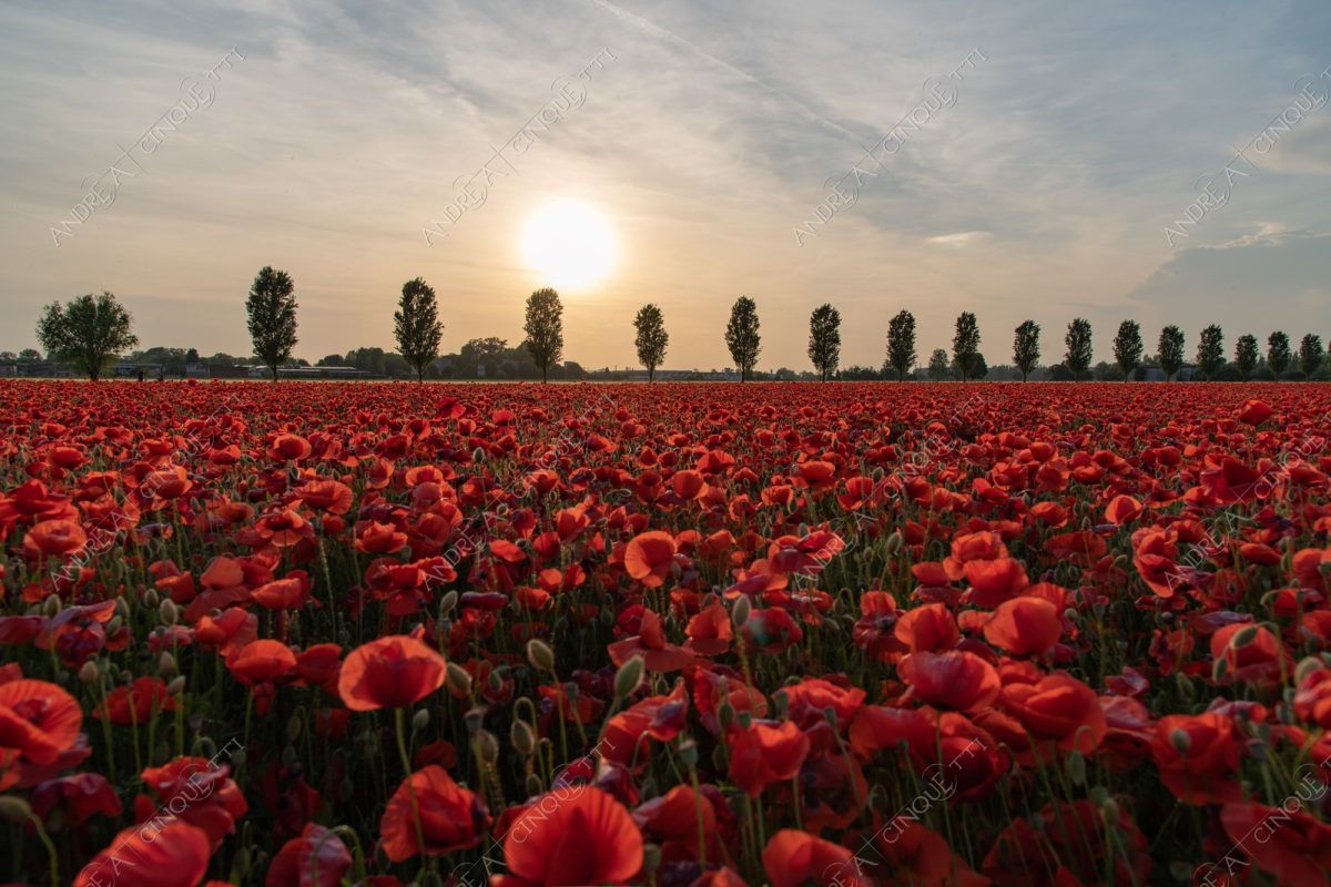 campo field papaveri poppy poppies sole sun tramonto sunset sundown crepuscolo dusk twilight campo fiorito flowery field fioritura flowering bloom blooming blossom blossoming