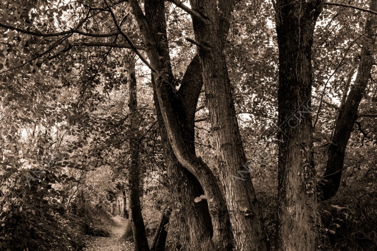 oasi oasis bosco wood foresta forest autunno autumn fall sentiero trail path footpath foliage foglie leaves alberi trees natura nature selvaggio wild